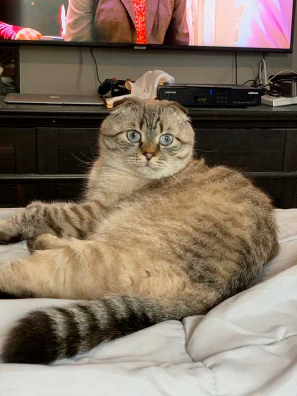 Me-Ouch! New York Becomes First State In Nation To Ban Declawing Cats
