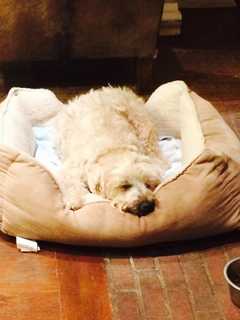 StacyKnows: When Is It Time To Say Goodbye To Pets