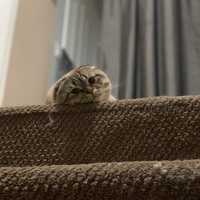 COVID-19: Two Cats In Different Areas Of New York Become First US Pets To Test Positive