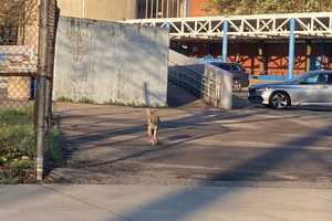 Coyote Seen 'Checking Out Classes' Outside English High School In Boston