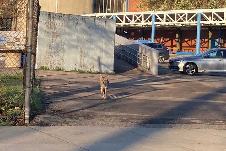 Coyote Seen 'Checking Out Classes' Outside English High School In Boston