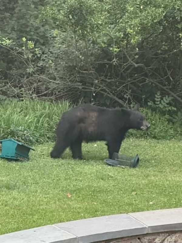 Massive Black Bear Spotted Wandering Near Hyattsville School