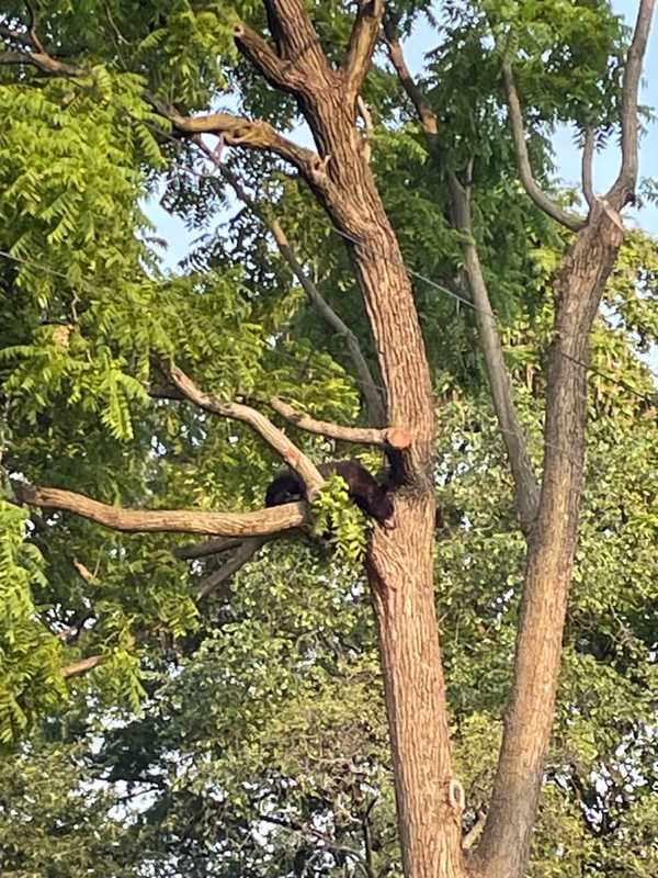 Tree-Climbing Bear Captured After Putting On Show In Northeast DC