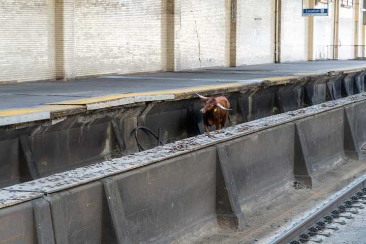 Ricardo the bull on the train tracks