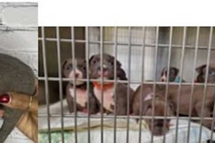 Stolen Car Recovered, Litter Of Puppies Still Missing In Southeast DC, Police Say