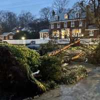 <p>A downed tree in Alexandria taken by a police officer.</p>