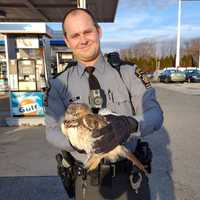 Hawk Stuck In Car Rescued By Pennsylvania State Police Troopers