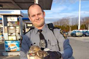 Hawk Stuck In Car Rescued By Pennsylvania State Police Troopers