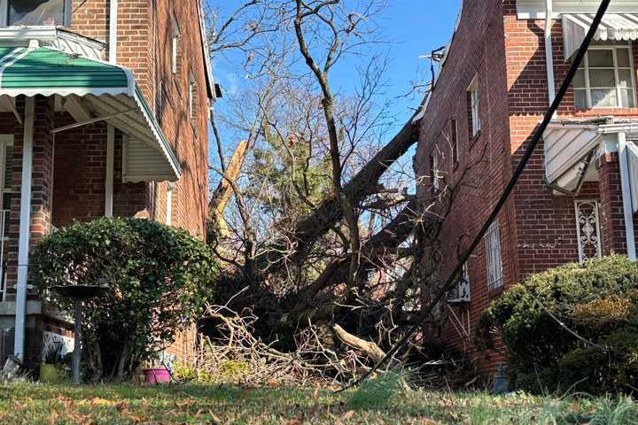 Homes Condemned, Animals Rescued After Tree Toppled Onto Houses In Southeast DC (PHOTOS)