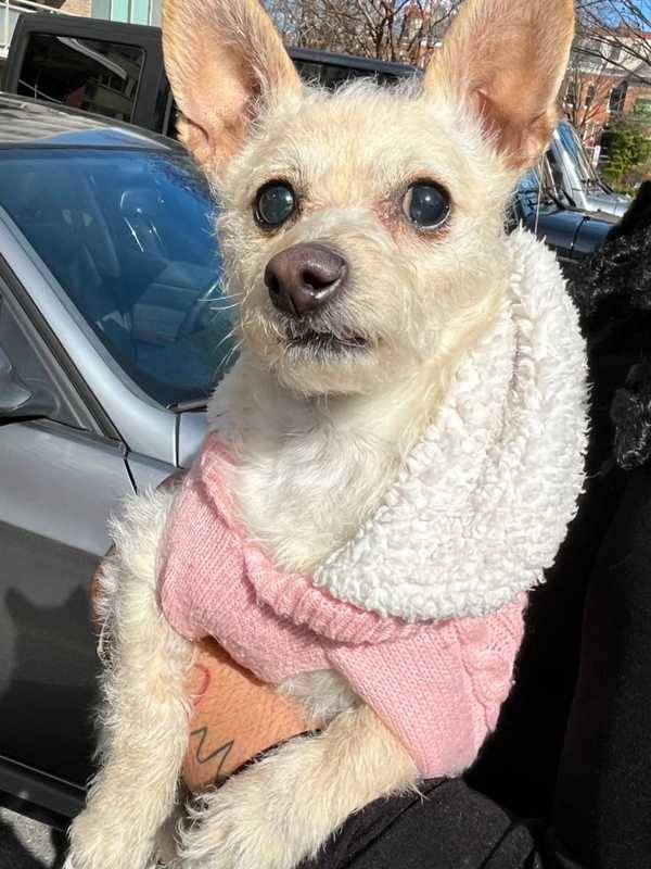 Dog Reunited With Owner After Being Rescued From DC Apartment Fire (VIDEO)