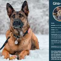 <p>The first pooch right out of the box for the 2024 TSA monthly K-9 calendar is Gina-Gina.
  
</p>