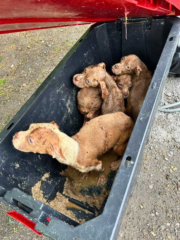 5 Puppies Found Abandoned In Dumpster On I-684 In Northern Westchester