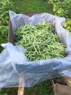 Peekskill Pastors Association Sponsors Garden Of Hope Initiative
