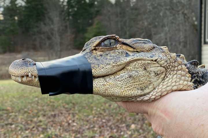 Alligator Spotted In Western Mass River Captured, Officials Say