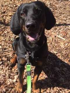 Meet Geo, SPCA's Pet Of The Week