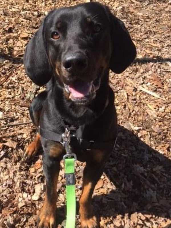 Meet Geo, SPCA's Pet Of The Week