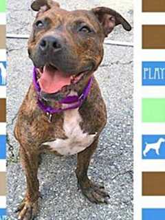 Meet Geronimo, Putnam Humane Society's Pet Of The Week