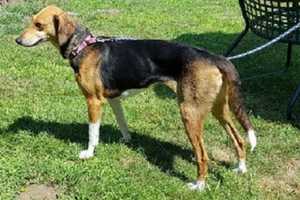 Family Seeks Help Finding Dog Lost In Putnam Lake-New Fairfield Area