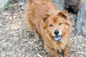 Gracie Is SPCA Pet Of The Week