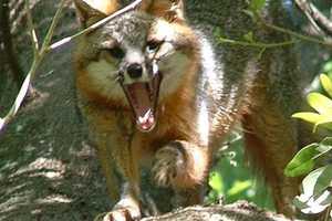 Fox Attack On Woman, Man Found Guilty In Murder Retrial Top Putnam News