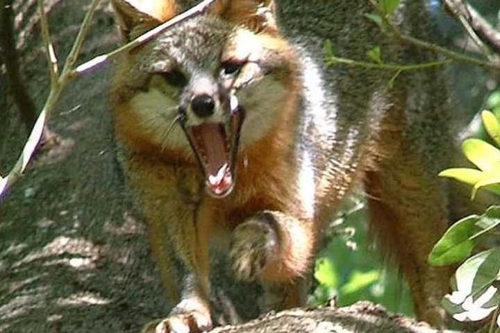 Fox Attack On Woman, Man Found Guilty In Murder Retrial Top Putnam News