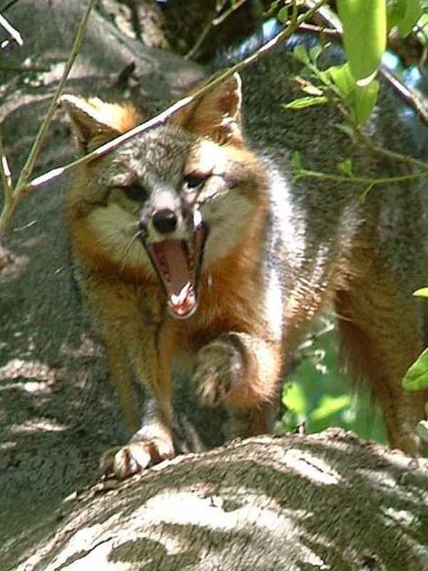 Fox Attacks Woman, Then Runs After Her Into House In Mahopac, Sheriff Says