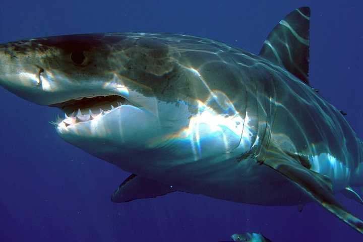 One That Got Away: Man Fishing From Cape Cod Beach Hooks Great White Shark