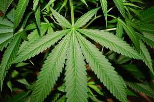 Orangetown Asks Residents How They Feel About Recreational Pot In Poll