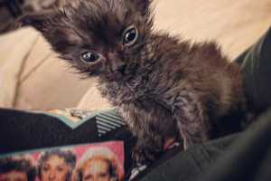 Stafford Deputy Nurses Sick 3-Week-Old Kitten Back To Health