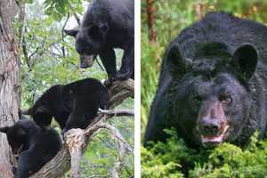 Mama Bear Killed, PA Mom Hospitalized After Walking Dog Near Cubs: Police