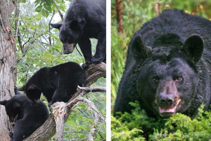 Mama Bear Killed, PA Mom Hospitalized After Walking Dog Near Cubs: Police