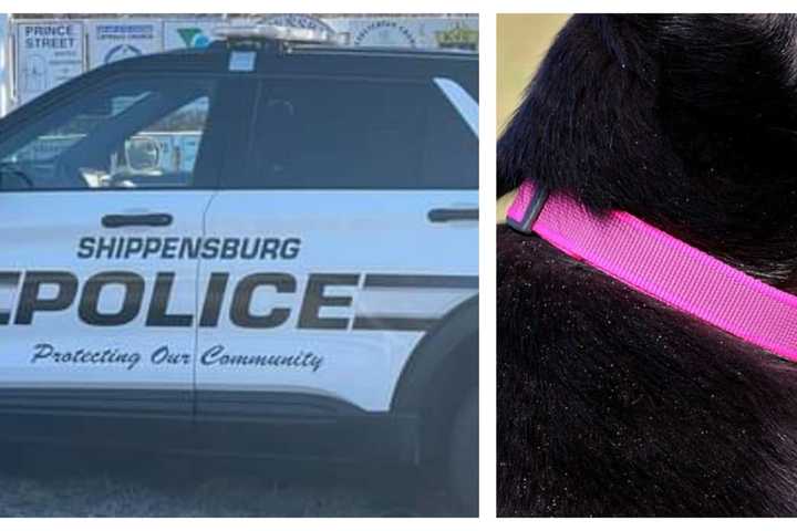 Dead Dog Found On Railroad Tracks In Shippensburg, Police Say