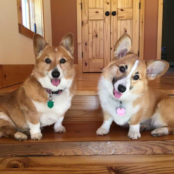 Hailey and Hazel preparing for another day at the office.