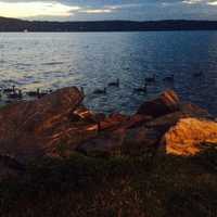 <p>A long line of geese paddle by in the Hudson at sunset at Half Moon, a waterfront restaurant in Dobbs Ferry.</p>