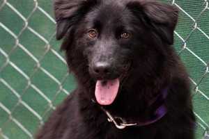 Hank Is The SPCA Of Westchester's Pet Of The Week