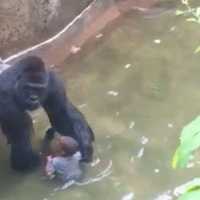 <p>Harambe was shot after he grabbed and dragged a boy that he fell into the moat at the Cincinnati Zoo. Some say he was trying to protect the boy, not harm him.</p>