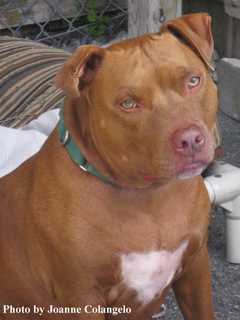 Putnam Humane Society Seeks Home For Harlie