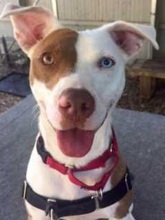 Harper Is SPCA Pet Of The Week