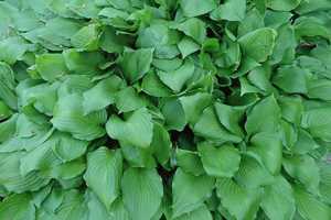 Grant Helps Passaic Residents Grow Community Gardens