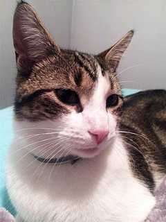 Sparkle Bandit Is Missing In Putnam Valley