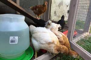 Haverstraw Man About To Get Village's First Chicken Permit