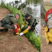 Hawk With Fishing Hook Stuck In Wing Rescued At CT Pond
