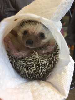 Lodi Store Finds New Homes For Hedgehogs, Other Exotic Pets