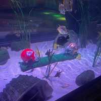 <p>Football helmets for the Kansas City Chiefs and San Francisco 49ers sitting in a fish tank at SEA LIFE Aquarium New Jersey before Super Bowl LVIII.</p>