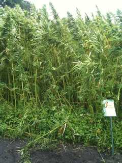 Cuomo Signs Bill Boosting State's Fledgling Hemp Industry