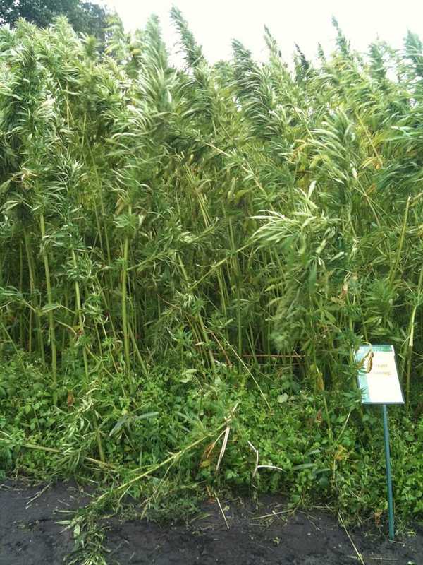 Cuomo Signs Bill Boosting State's Fledgling Hemp Industry
