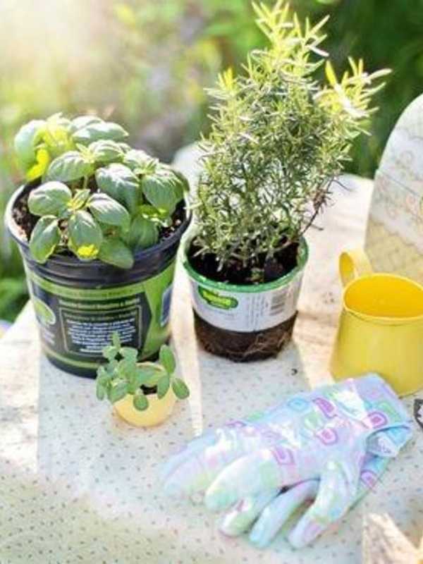 Learn to Grow, Use 12 Easy Herbs In Program Beacon's Howard Library