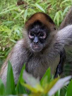 CT's Beardsley Zoo In Bridgeport Welcomes New Spider Monkeys