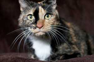 Mama, A Senior Kitty, Is Pomona Shelter's 'Pet of the Week'