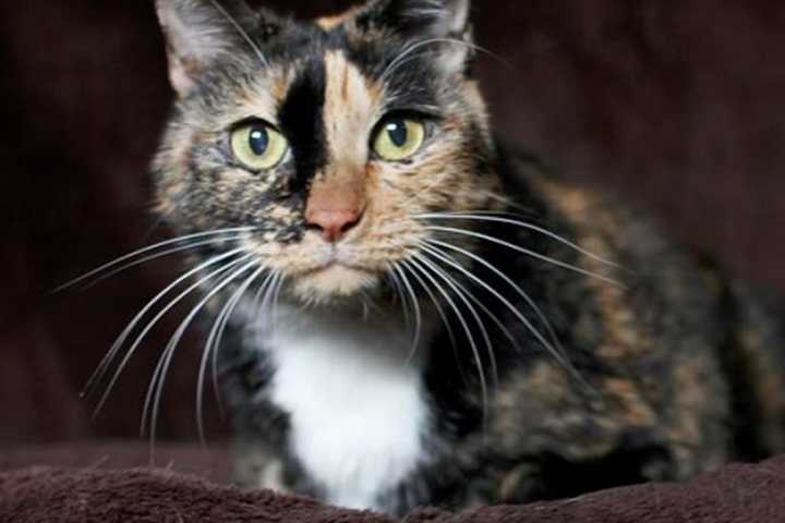 Mama, A Senior Kitty, Is Pomona Shelter's 'Pet of the Week'